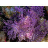 Purple Weedy Scorpionfish (Rhinopias Frondosa)