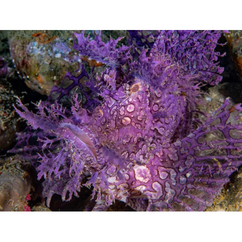 Purple Weedy Scorpionfish (Rhinopias Frondosa)