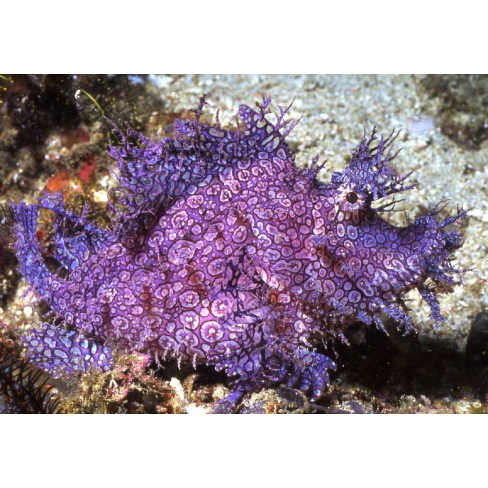Purple Weedy Scorpionfish (Rhinopias Frondosa)