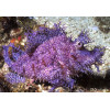 Purple Weedy Scorpionfish (Rhinopias Frondosa)