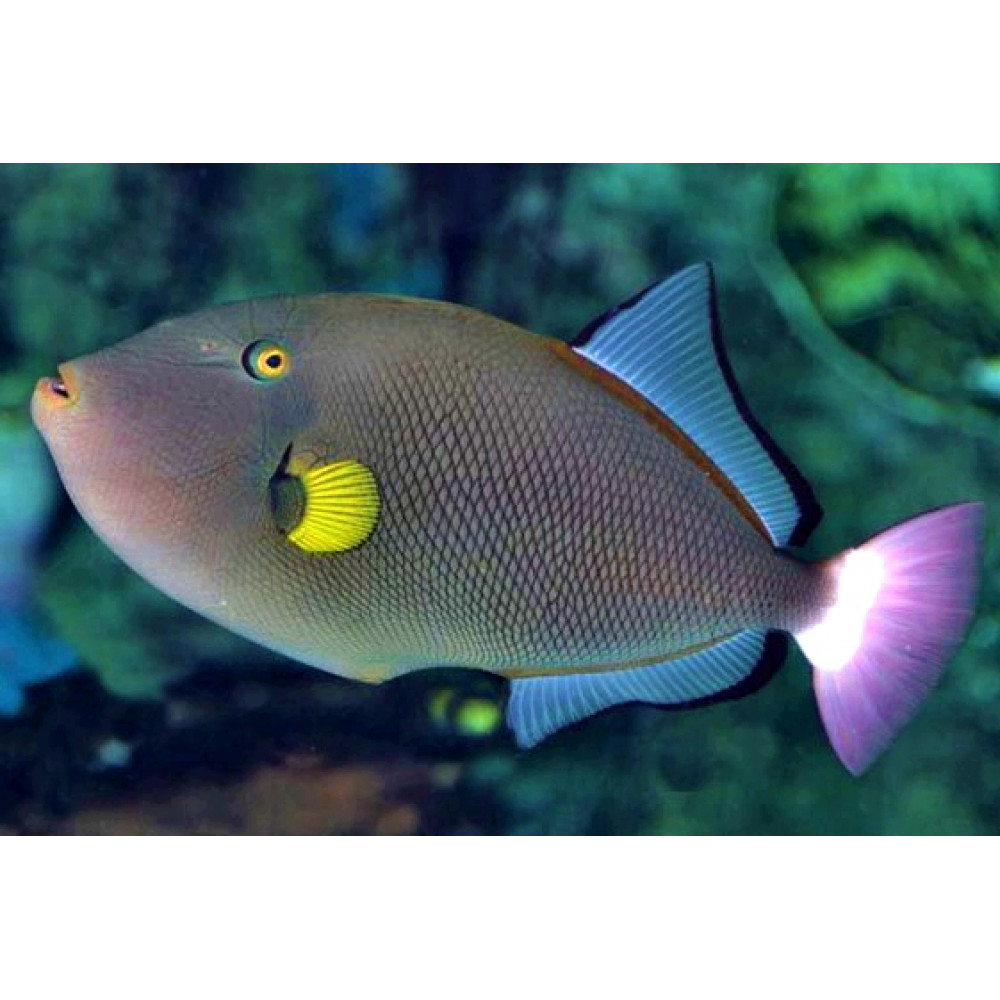 Pinktail Triggerfish (Melichthys Vidua)