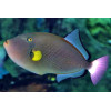 Pinktail Triggerfish (Melichthys Vidua)