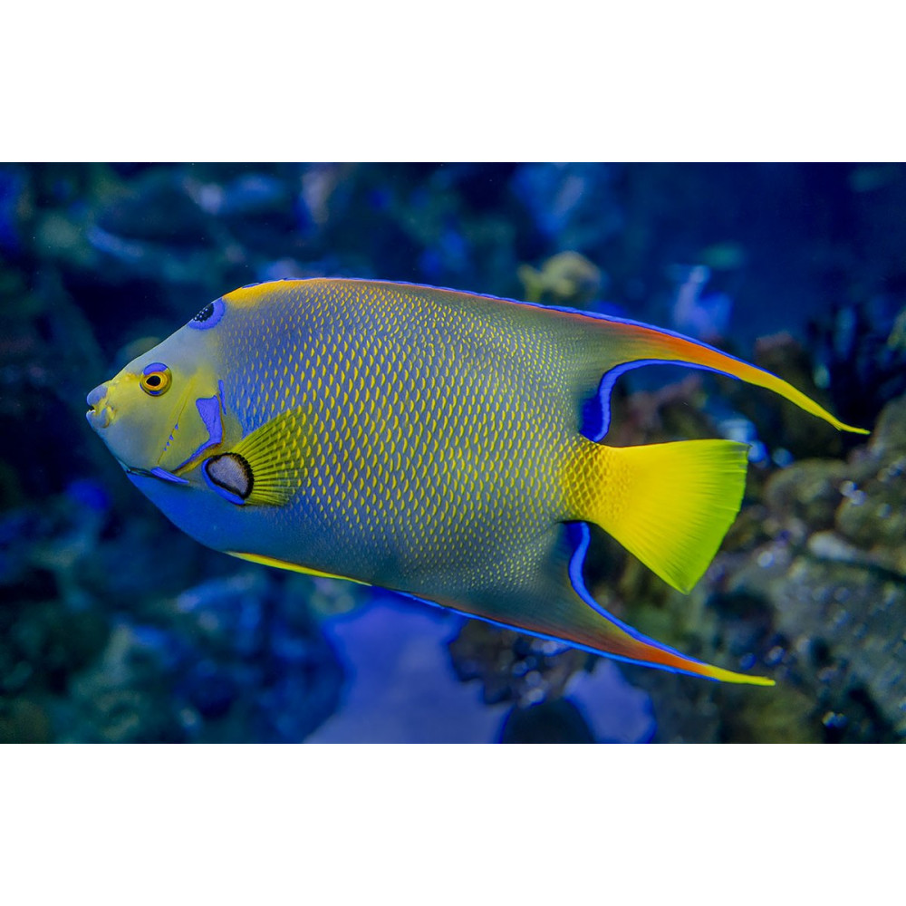 Queen Angelfish (Holacanthus Ciliaris)