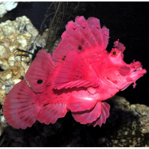 Red Eschmeyer’s Scorpionfish (Rhinopias Eschmeyeri)