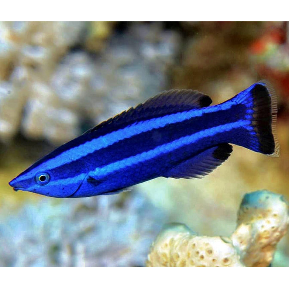 Red Sea Four Line Cleaner Wrasse (Larabicus quadrilineatus)
