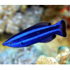 Red Sea Cleaner Wrasse (Larabicus Quadrilineatus)