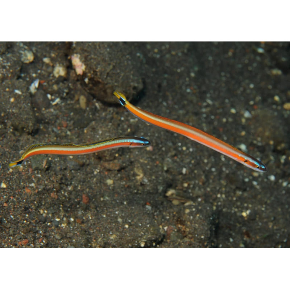 Curious Wormfish (Gunnellichthys Curiosus)