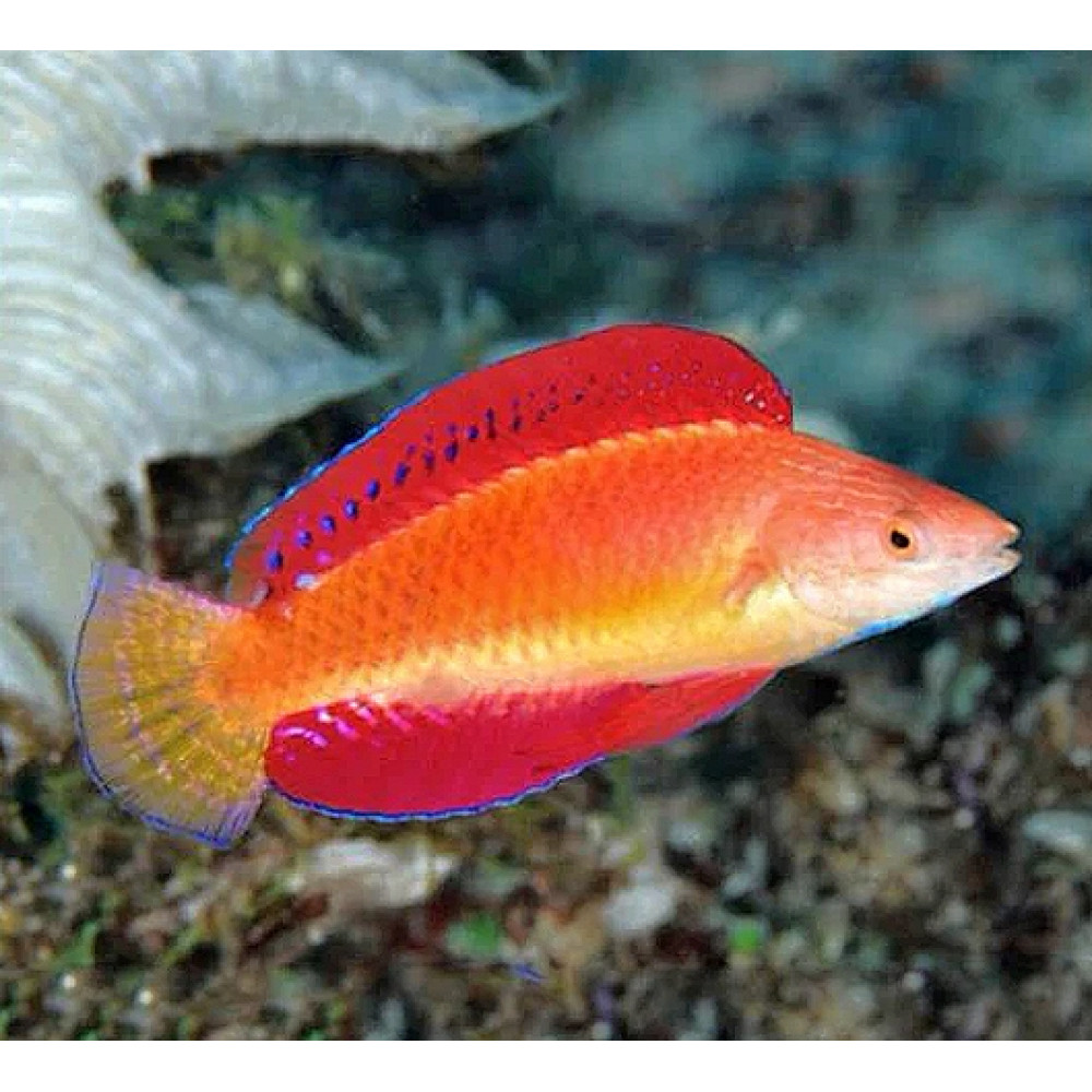 Redfin Wrasse (Cirrhilabrus rubripinnis) Male