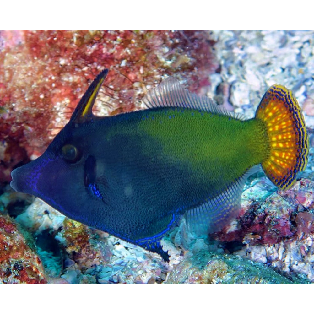 Blackbar Filefish (Pervagor Janthinosoma) 