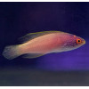 Rhomboid Golden Fairy Wrasse (Cirrhilabrus Rhomboidalis) Female
