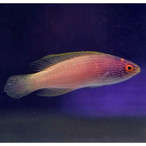 Rhomboid Golden Fairy Wrasse (Cirrhilabrus Rhomboidalis) Female
