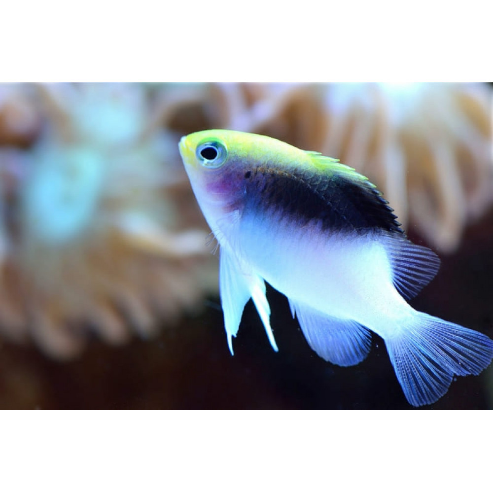 Rolland's Damselfish (Chrysiptera Rollandi)