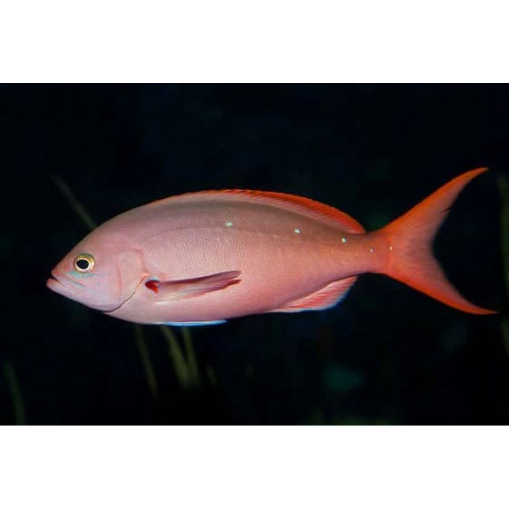 Ruby Anthias (Paranthias Colonus)