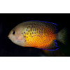 Rusty Angelfish (Centropyge Ferrugata)