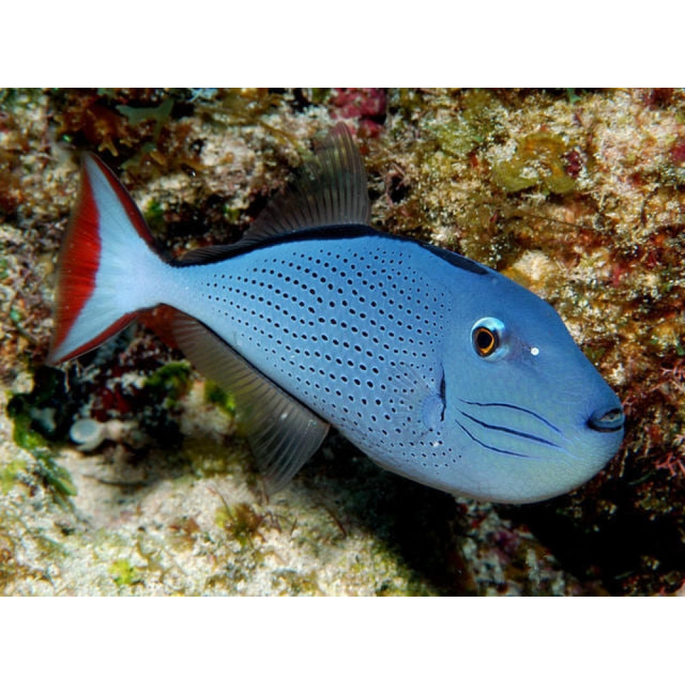 Sargassum Triggerfish (Xanthichthys Ringens)