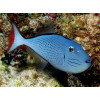 Sargassum Triggerfish (Xanthichthys Ringens)