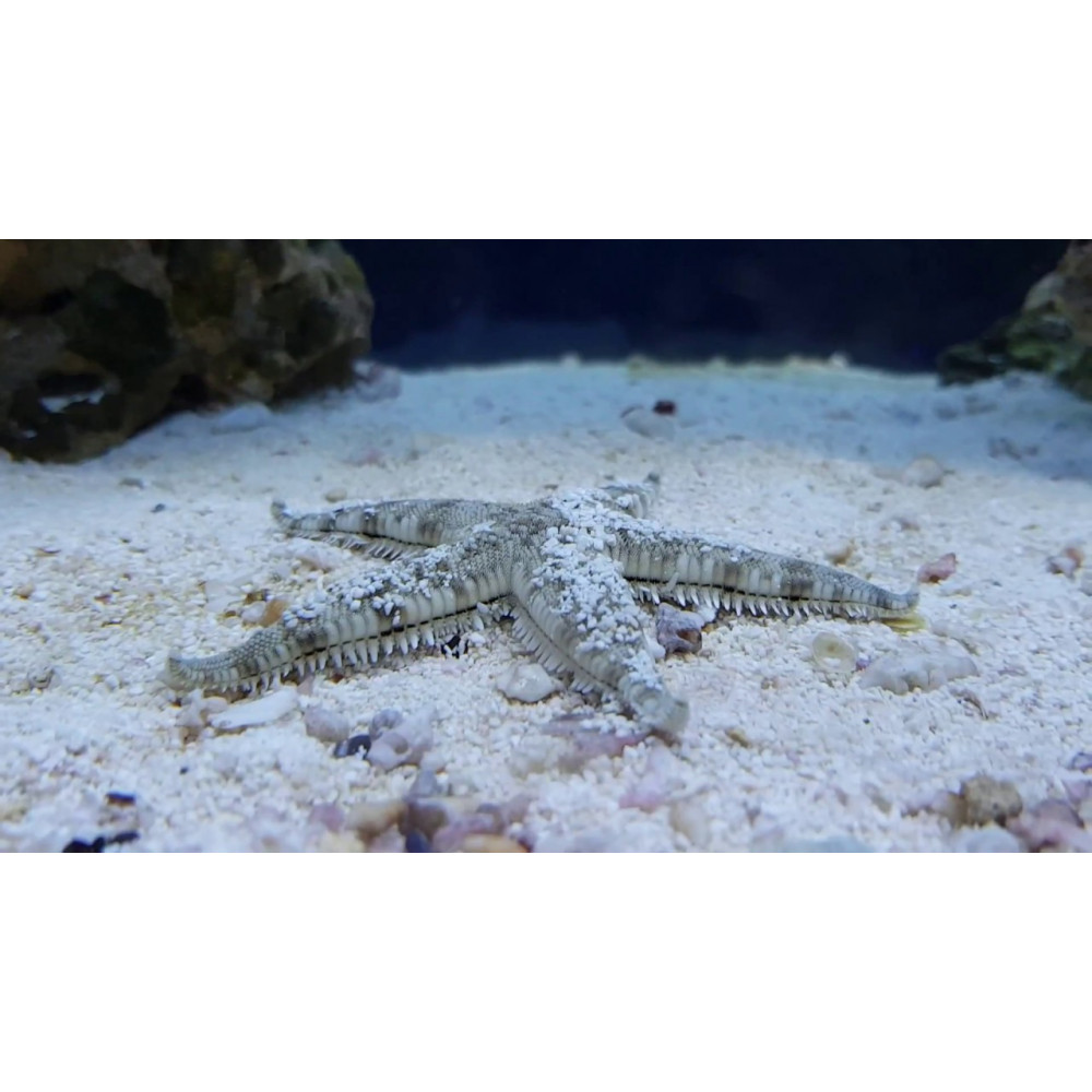 Sand Sifting Sea Star (Astropecten Polycanthus) 