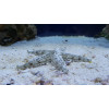 Sand Sifting Sea Star (Astropecten Polycanthus)