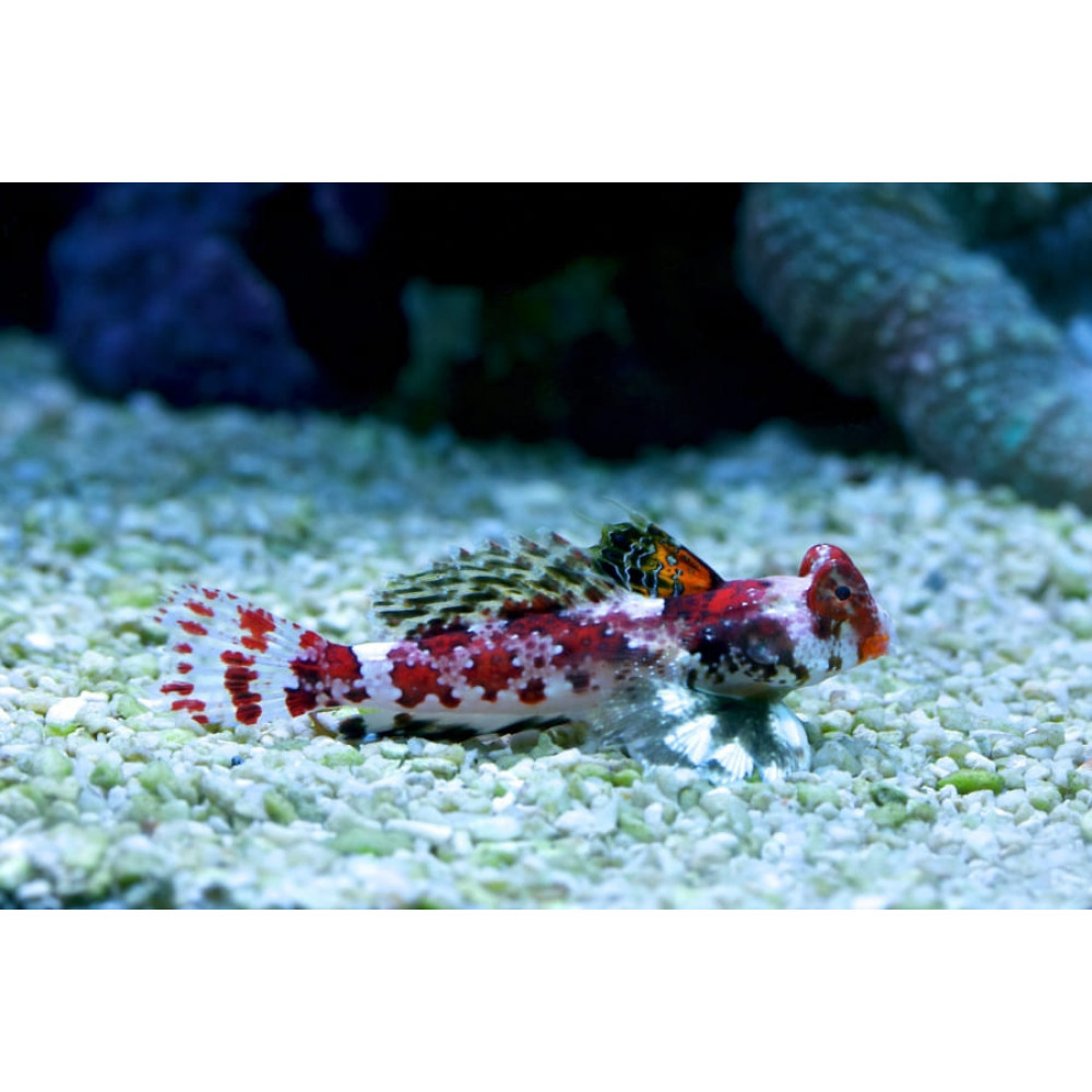 Scooter Blenny (Synchiropus Stellatus) Female