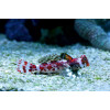 Scooter Blenny (Synchiropus Stellatus) Female