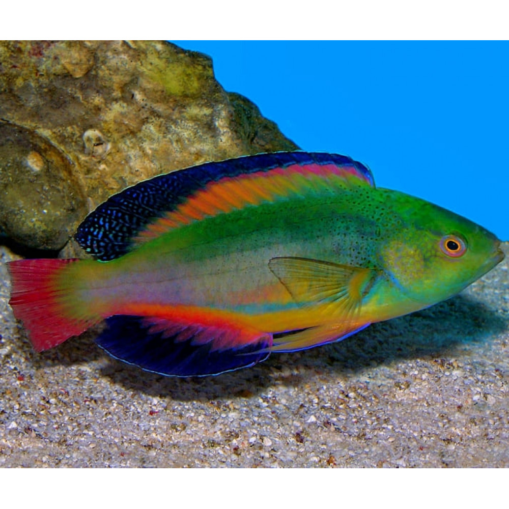 Scott's Velvet Wrasse (Cirrhilaburs Scottorum) Male