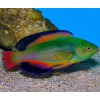Scott's Velvet Wrasse (Cirrhilaburs Scottorum) Male