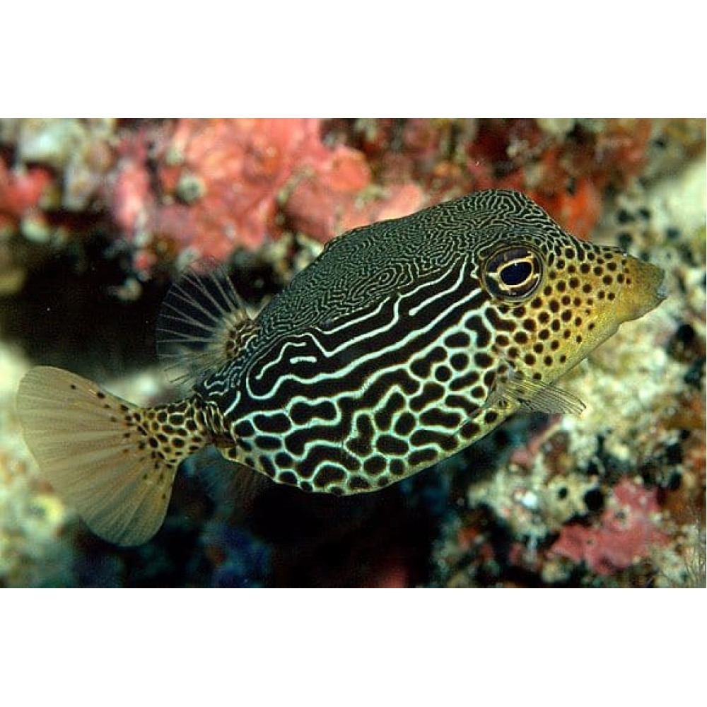 Scribbled Boxfish (Ostracion Solorensis) Female