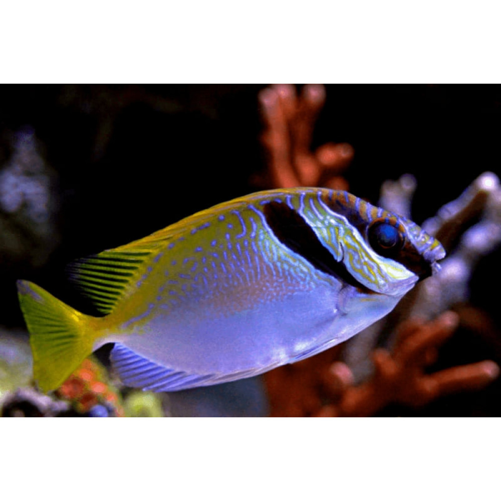 Scribbled Rabbit Fish (Siganus Virgatus)