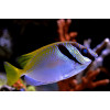 Scribbled Rabbit Fish (Siganus Virgatus)