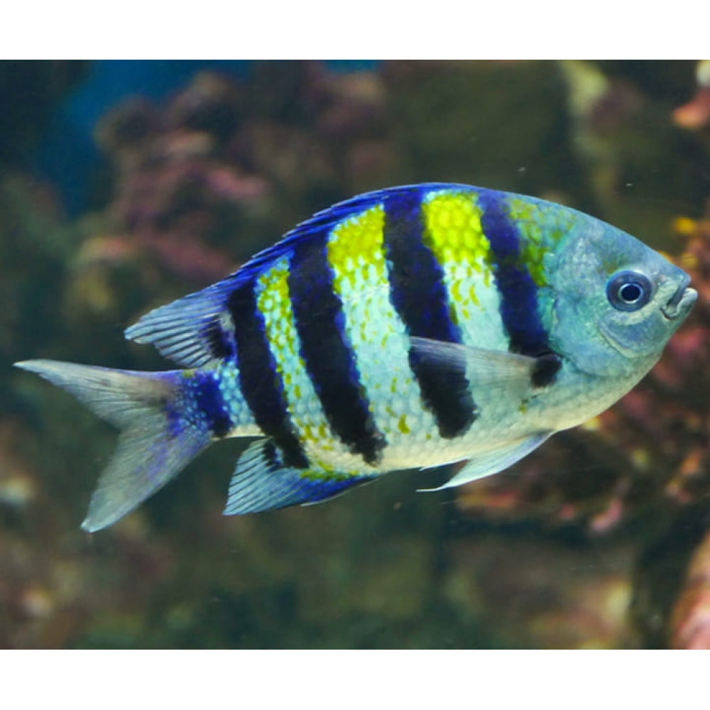 Sergeant Major Damsel (Abudefduf Saxatilis)