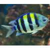 Sergeant Major Damsel (Abudefduf Saxatilis)