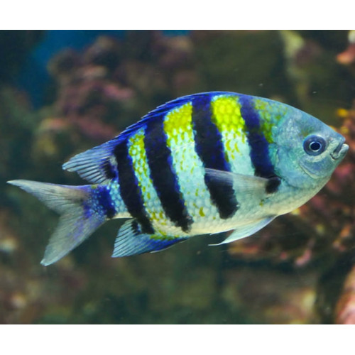 Sergeant Major Damsel (Abudefduf Saxatilis)