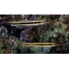 Shrimp Fish (Aeoliscus Strigatus)