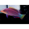 Six Line Wrasse (Pseudocheilinus Hexataenia)