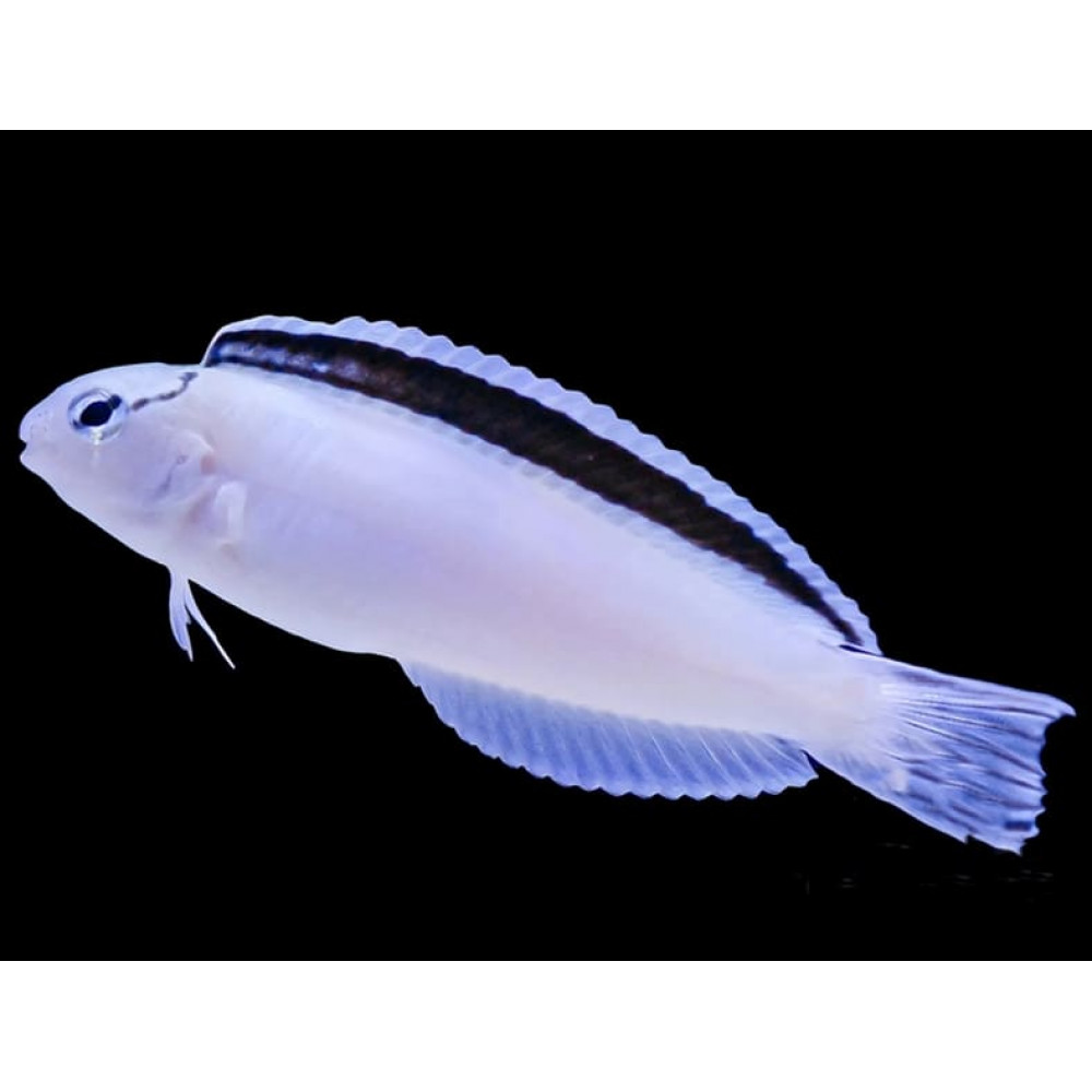 Smith's Blenny (Meiacanthus Smithi)