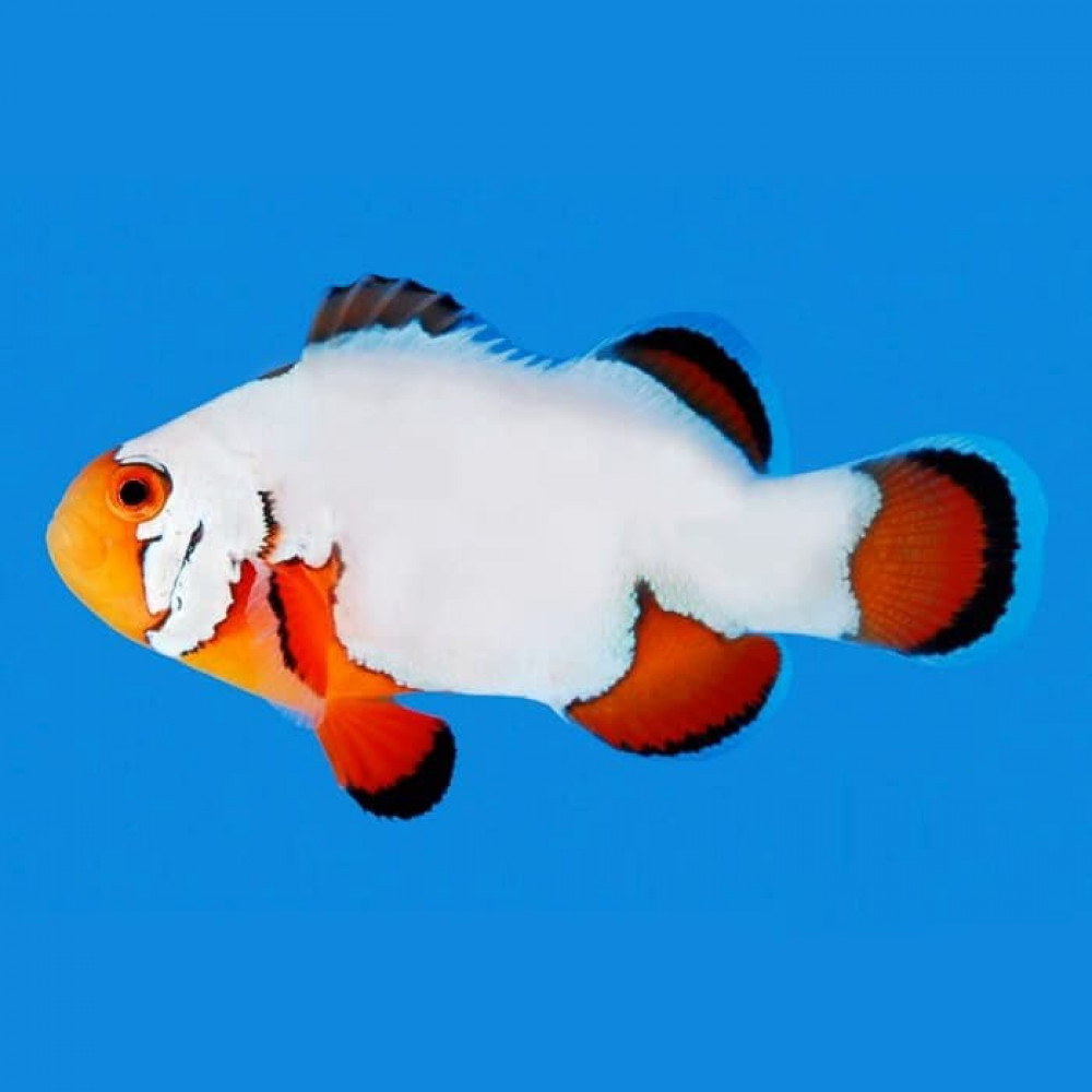 Snowflake (Amphiprion Ocellaris) Captive Bred