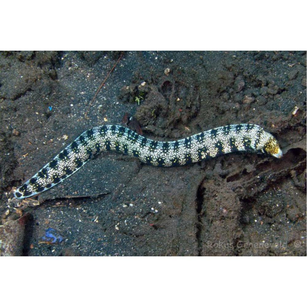 Snowflake Eel (Echidna Nebulosa)