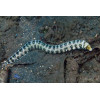 Snowflake Eel (Echidna Nebulosa)
