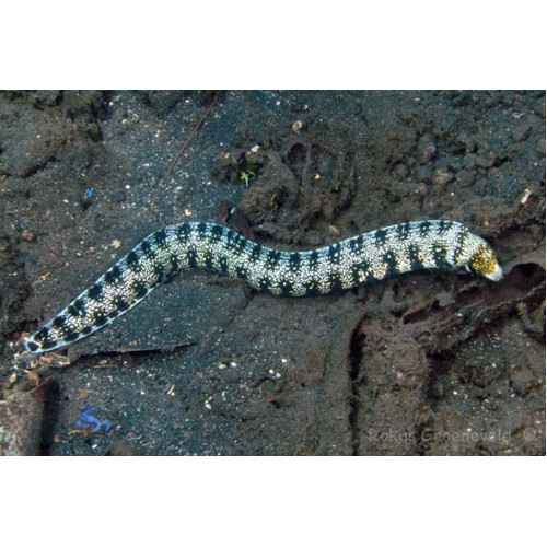 Snowflake Eel (Echidna Nebulosa)