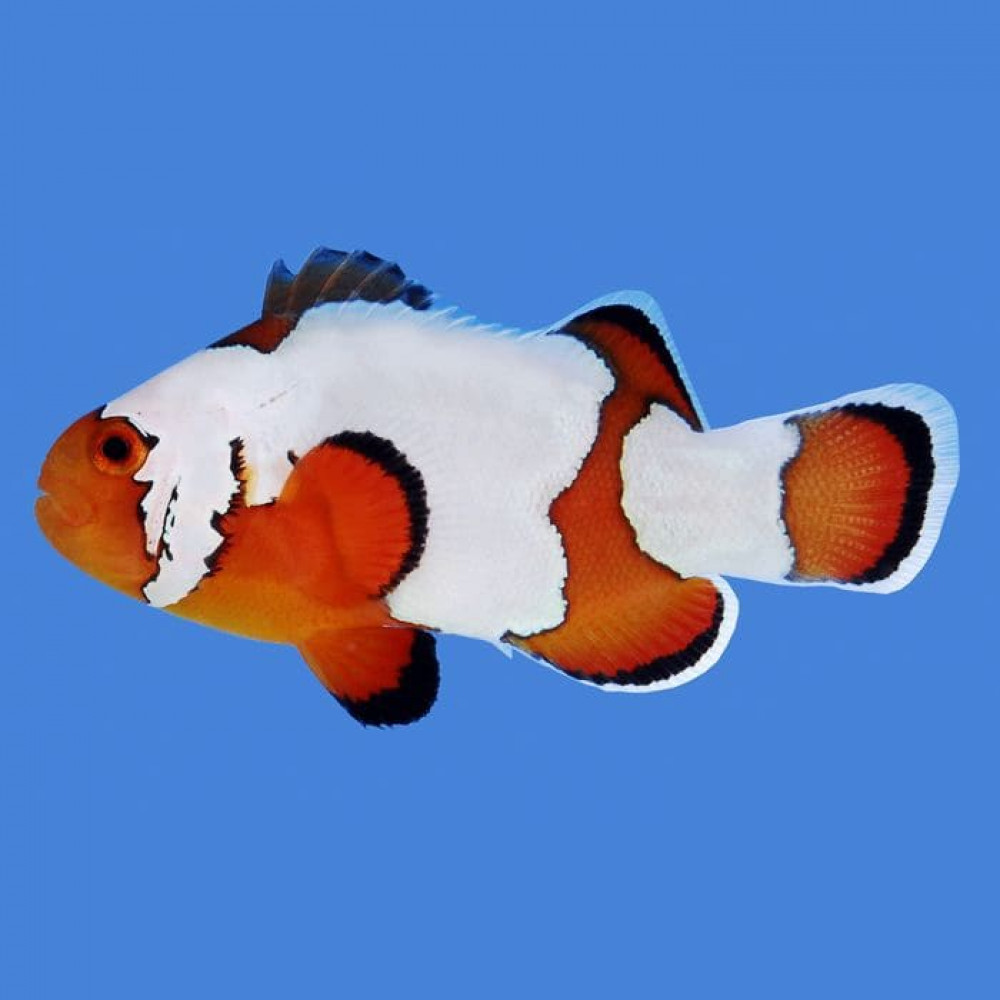 Snowflake A Grade (Amphiprion Ocellaris) Captive Bred