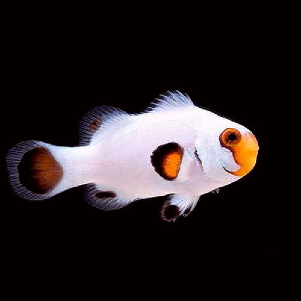 Snowflake Wyoming White (Amphiprion Ocellaris) Captive Bred