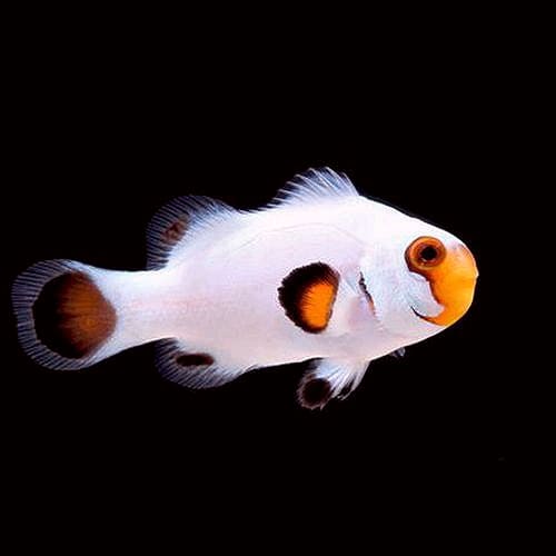 Snowflake Wyoming White (Amphiprion Ocellaris) Captive Bred