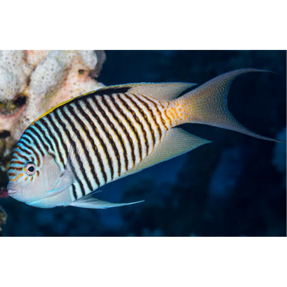 Spotbreast Angelfish (Genicanthus Melanospilos) Male