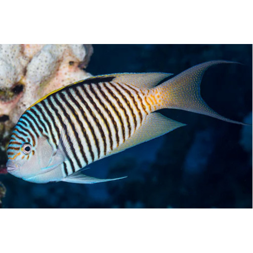 Spotbreast Angelfish (Genicanthus Melanospilos) Male