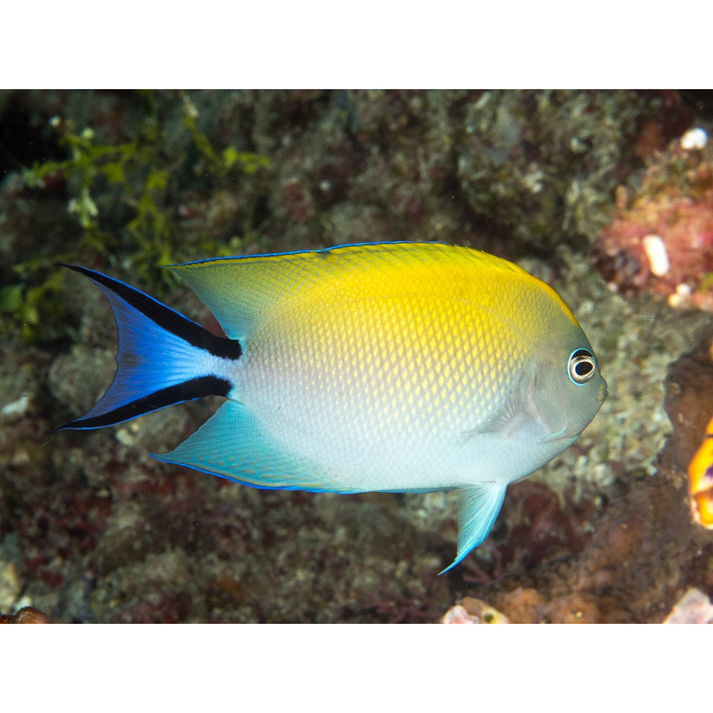 Spotbreast Angelfish (Genicanthus Melanospilos) Female