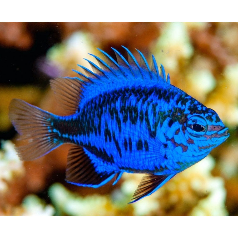 Springeri Damsel (Chrysiptera Springeri)