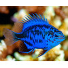 Springeri Damsel (Chrysiptera Springeri)