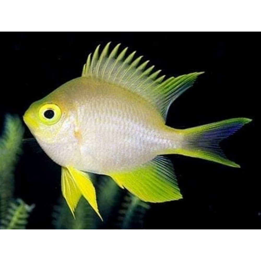 Staghorn Damsel Yellow (Amblyglyphidodon ternatensis)