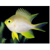 Staghorn Damsel Yellow (Amblyglyphidodon ternatensis)