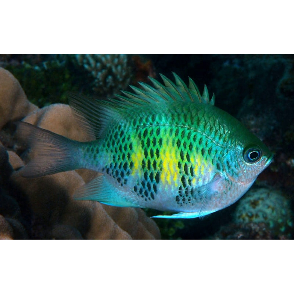 Staghorn Damsel (Amblyglyphidodon Curacao)